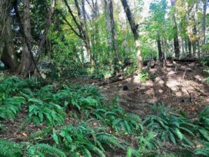 oly-ecosystems-preserves-west-bay-woods-1
