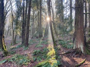 oly-ecosystems-preserves-west-bay-woods-sunburst