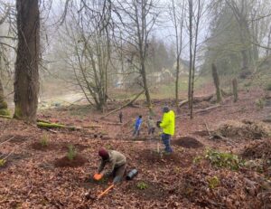 Volunteers planting trees on a foggy day in a wooded area.