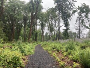 Gravel trail leading into a maple and fir forest.