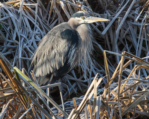 blue heron