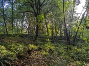Beautiful forest of big leaf maples and sword ferns