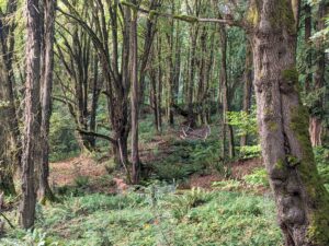 Big leaf forest