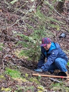 A man plants a small evergreen tree outside.