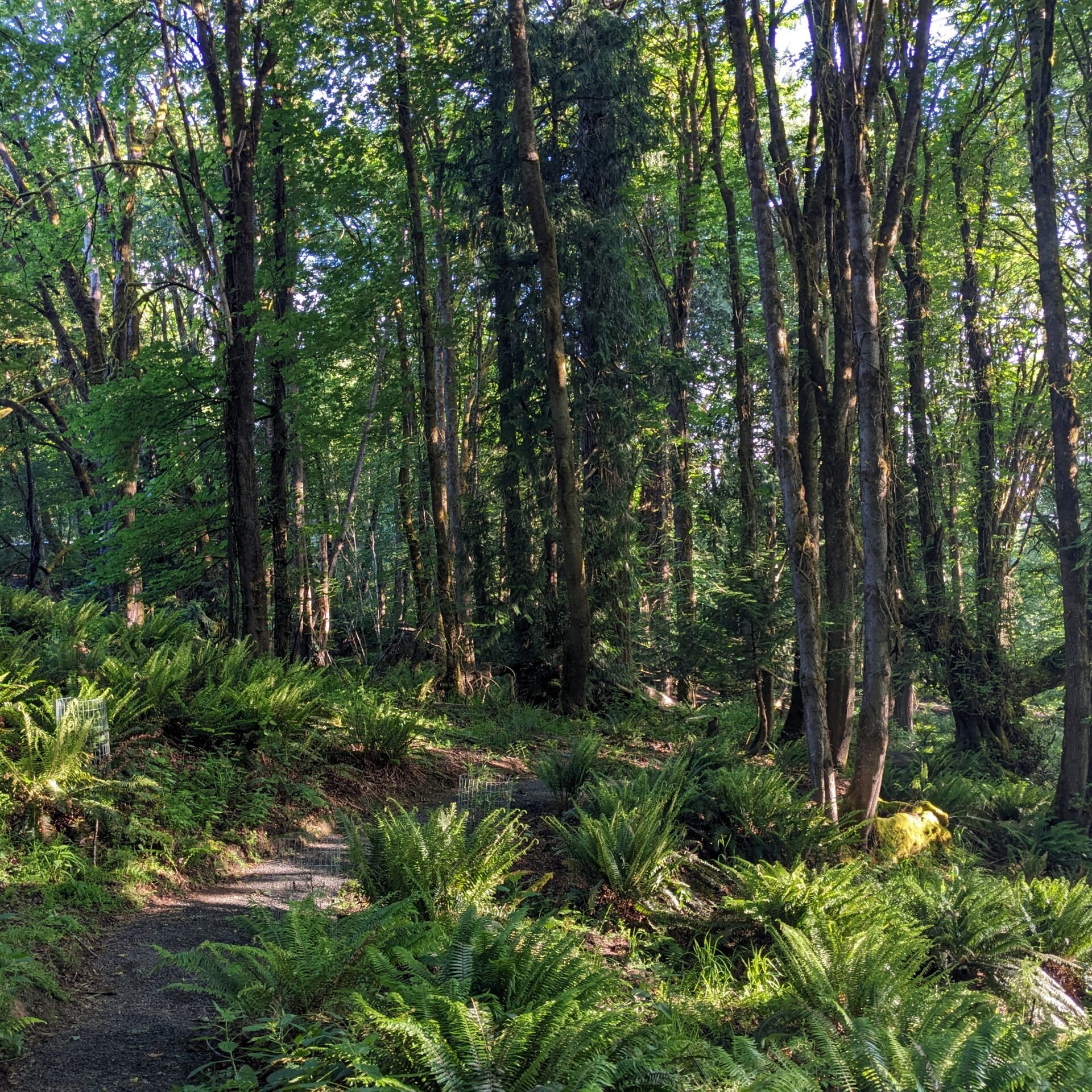 Gravel path through forest with dappled sunlight