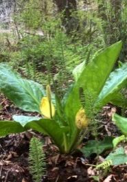 Image of skunk cabbage blooming