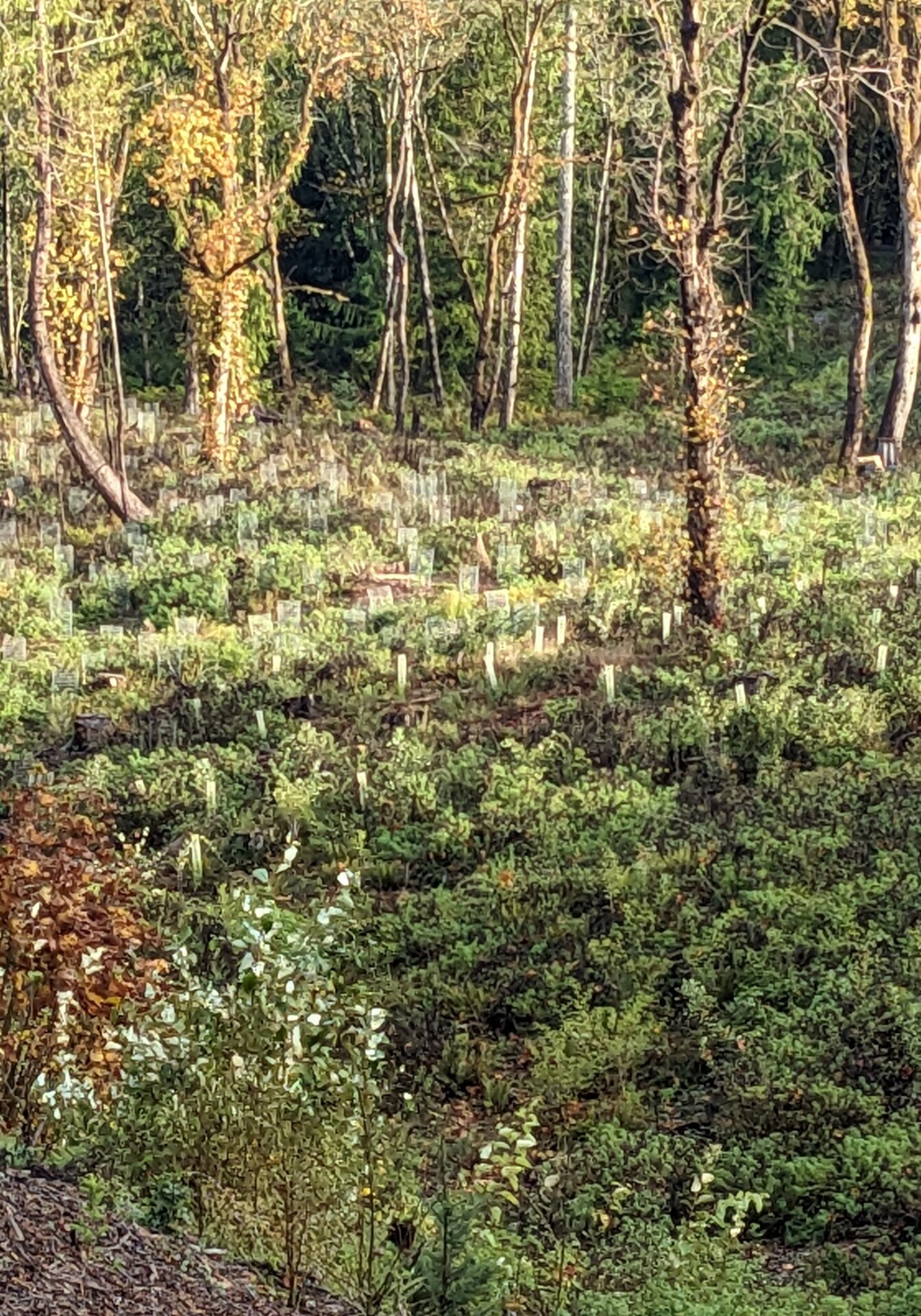 Field full of shrubs, trees, and stakes showing where young trees are planted