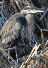 Great Blue Heron in frozen cattalis