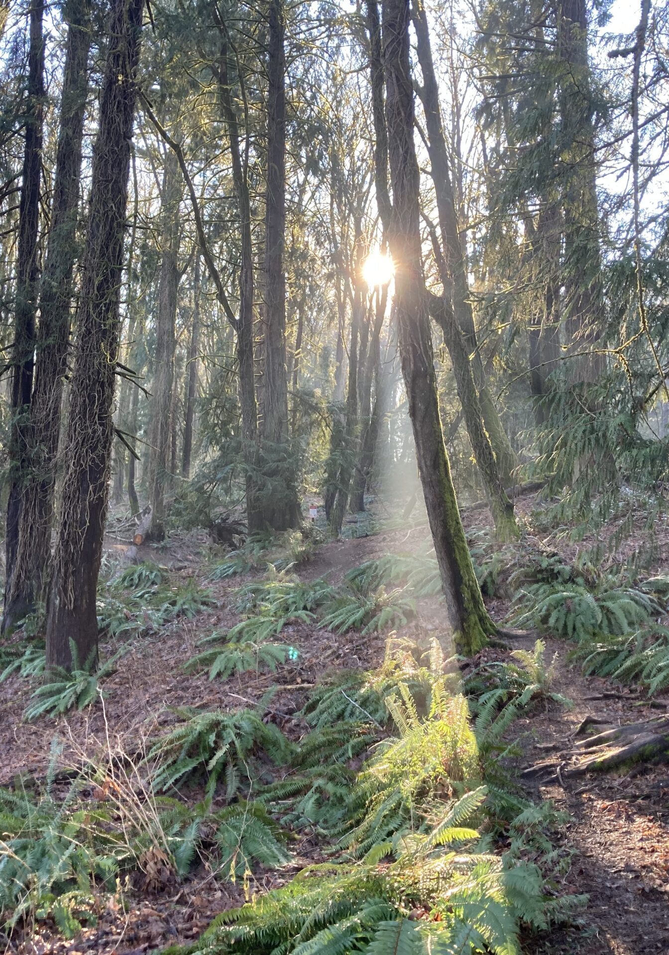 Sun slants through treess and ferns in a forest
