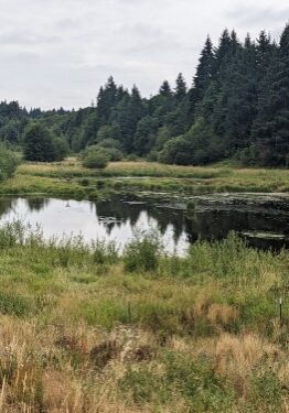 Beaver pond in sunlight
