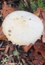 Mushroom surrounded by fall leaves