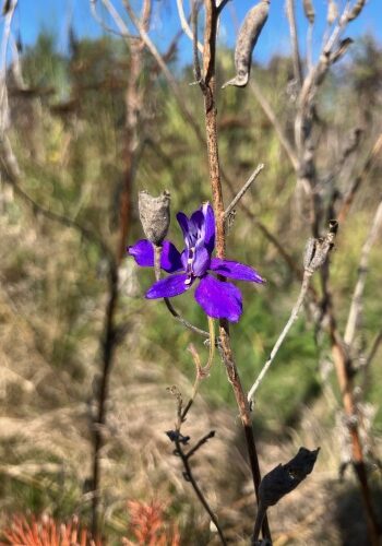 Forked larkspur flower