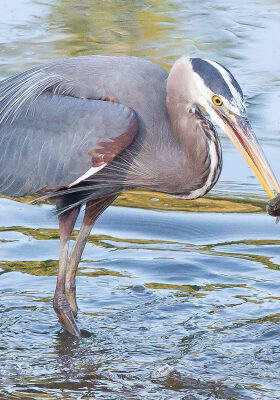 Great Blue Heron eating fish