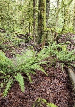 Ferns in mossy forest
